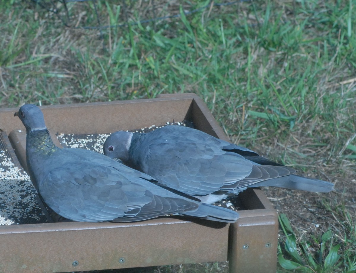 Band-tailed Pigeon - ML610086995