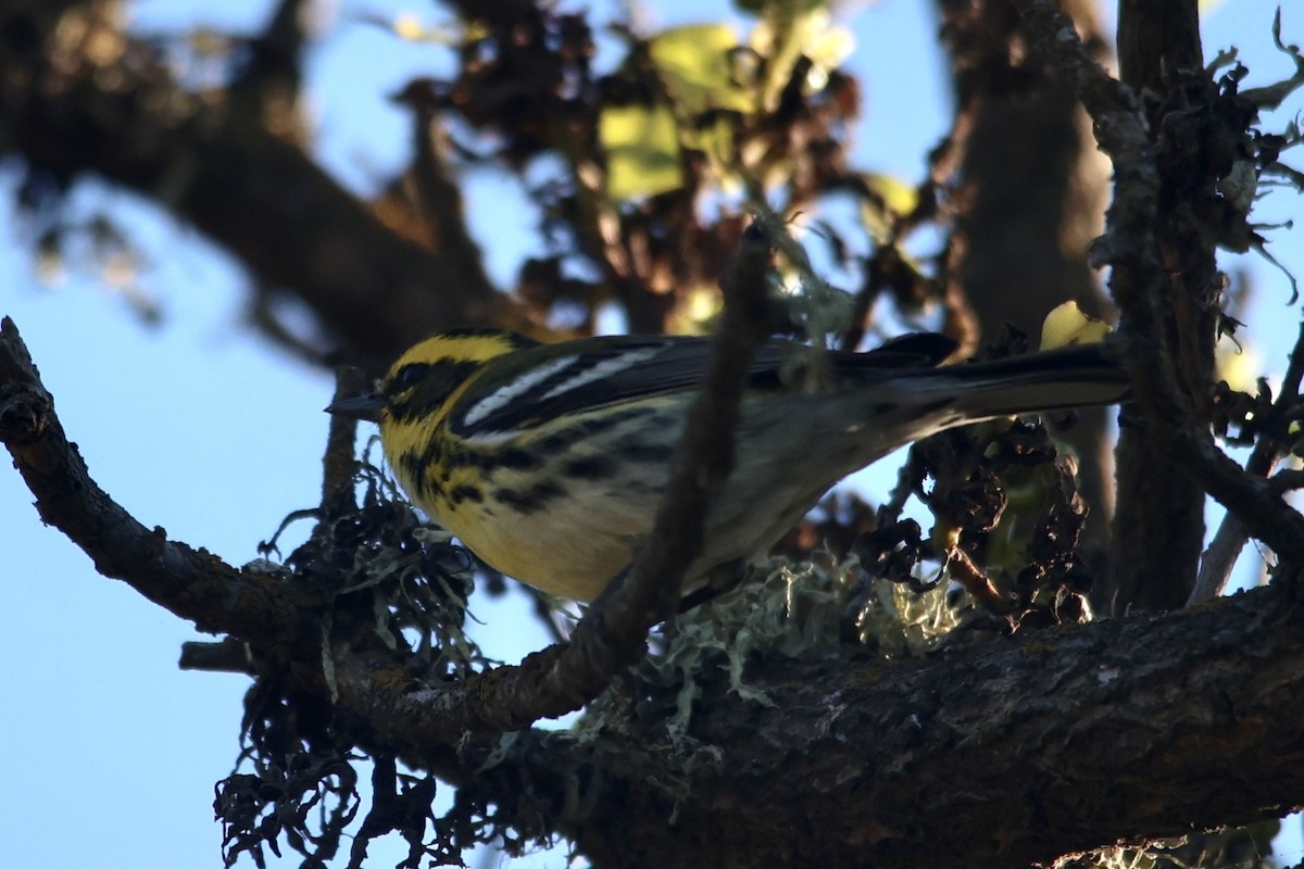 Townsend's Warbler - ML610087040