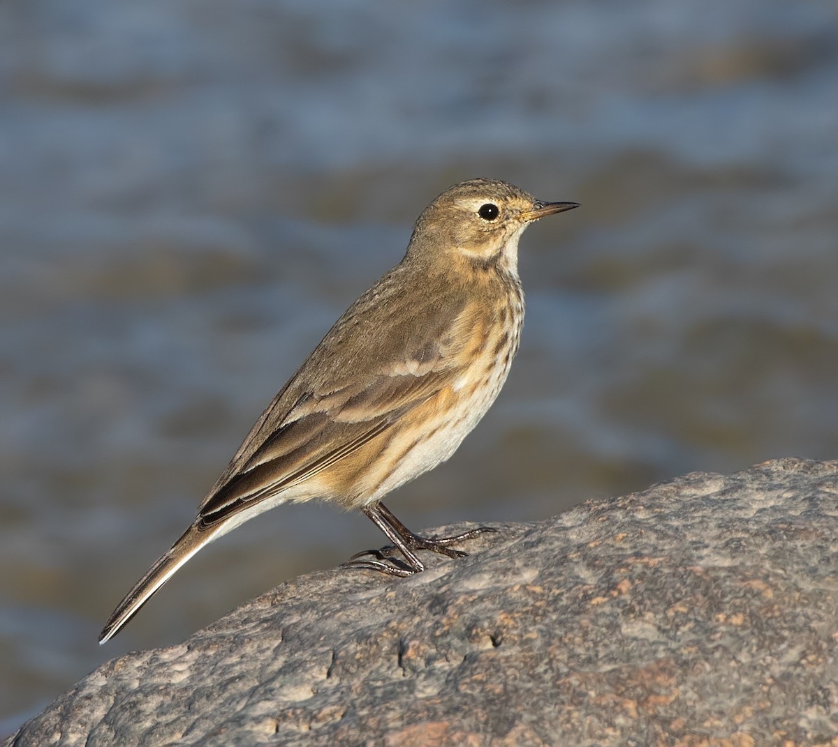 American Pipit - ML610087109