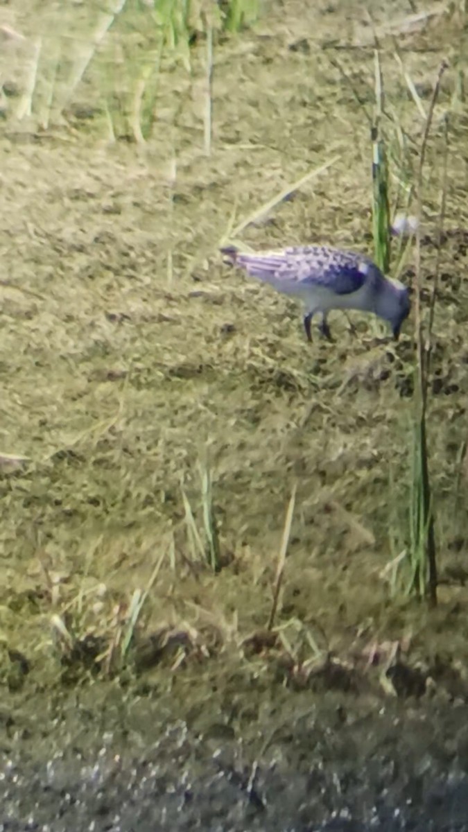 Bécasseau sanderling - ML610087162