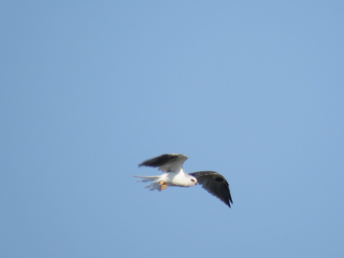 White-tailed Kite - ML610087181