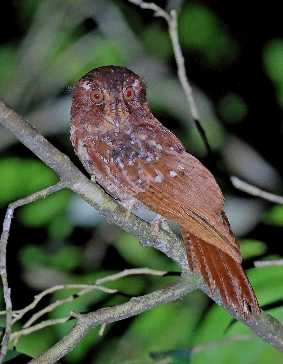 Moluccan Owlet-nightjar - sheau torng lim