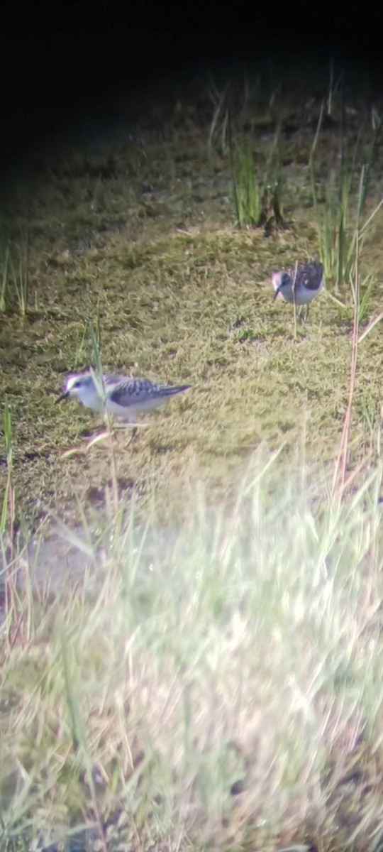 Sanderling - ML610087189