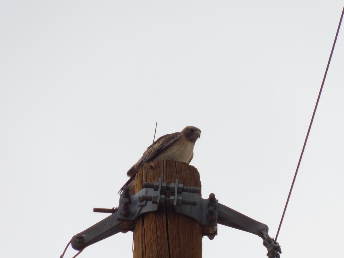 Rotschwanzbussard - ML610087202