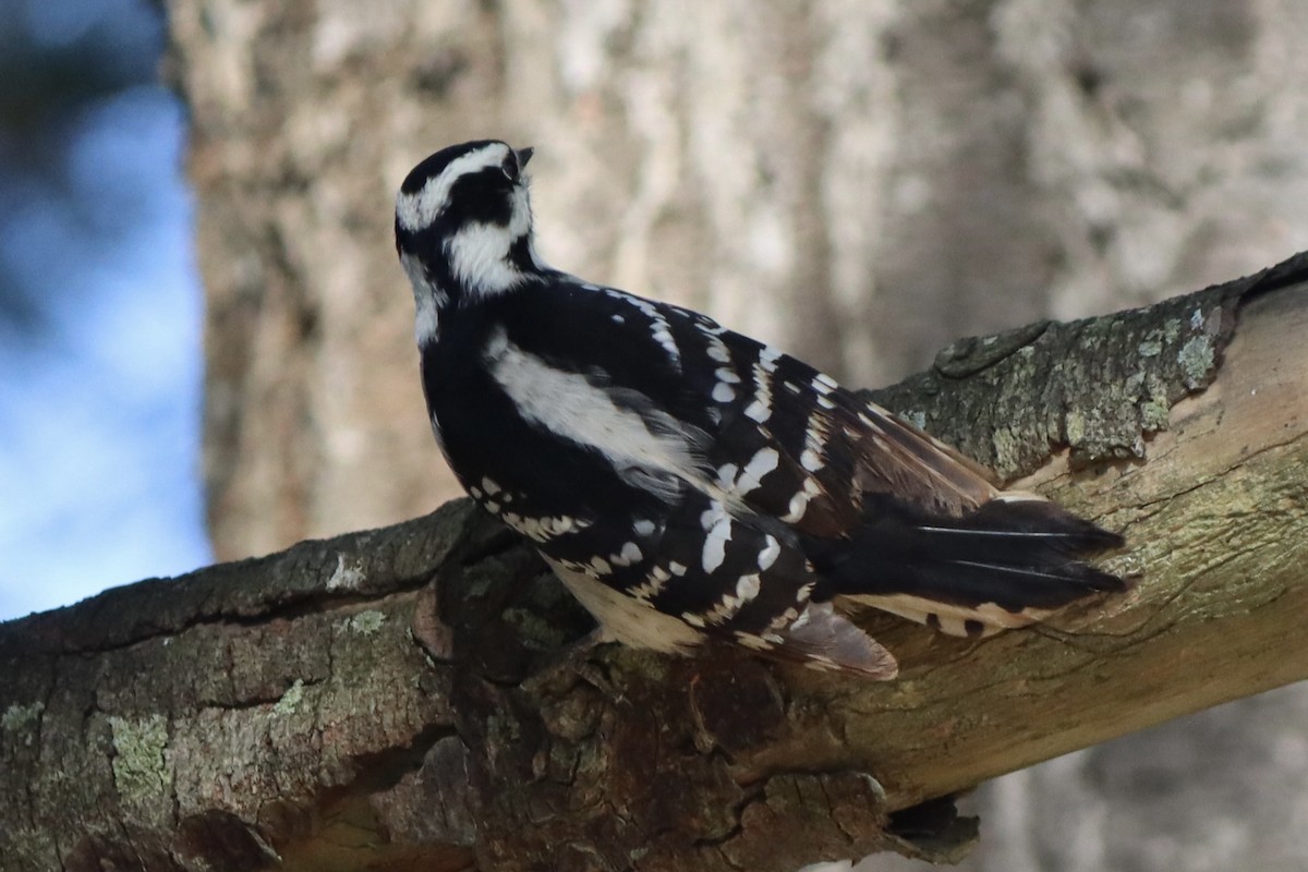 Downy Woodpecker - ML610087341