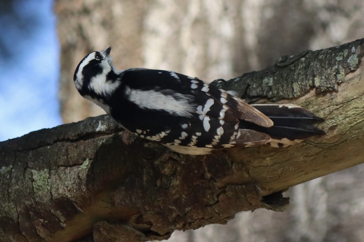 Downy Woodpecker - ML610087345