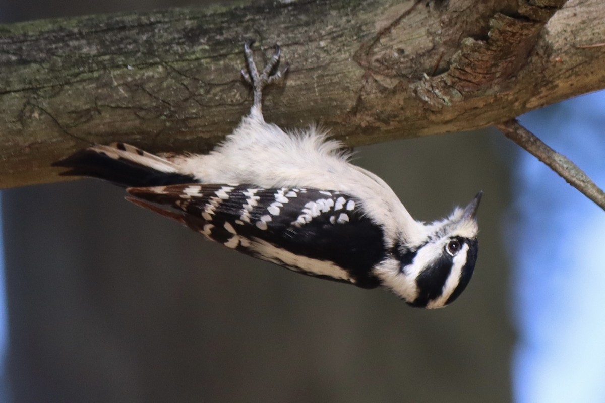 Downy Woodpecker - ML610087353