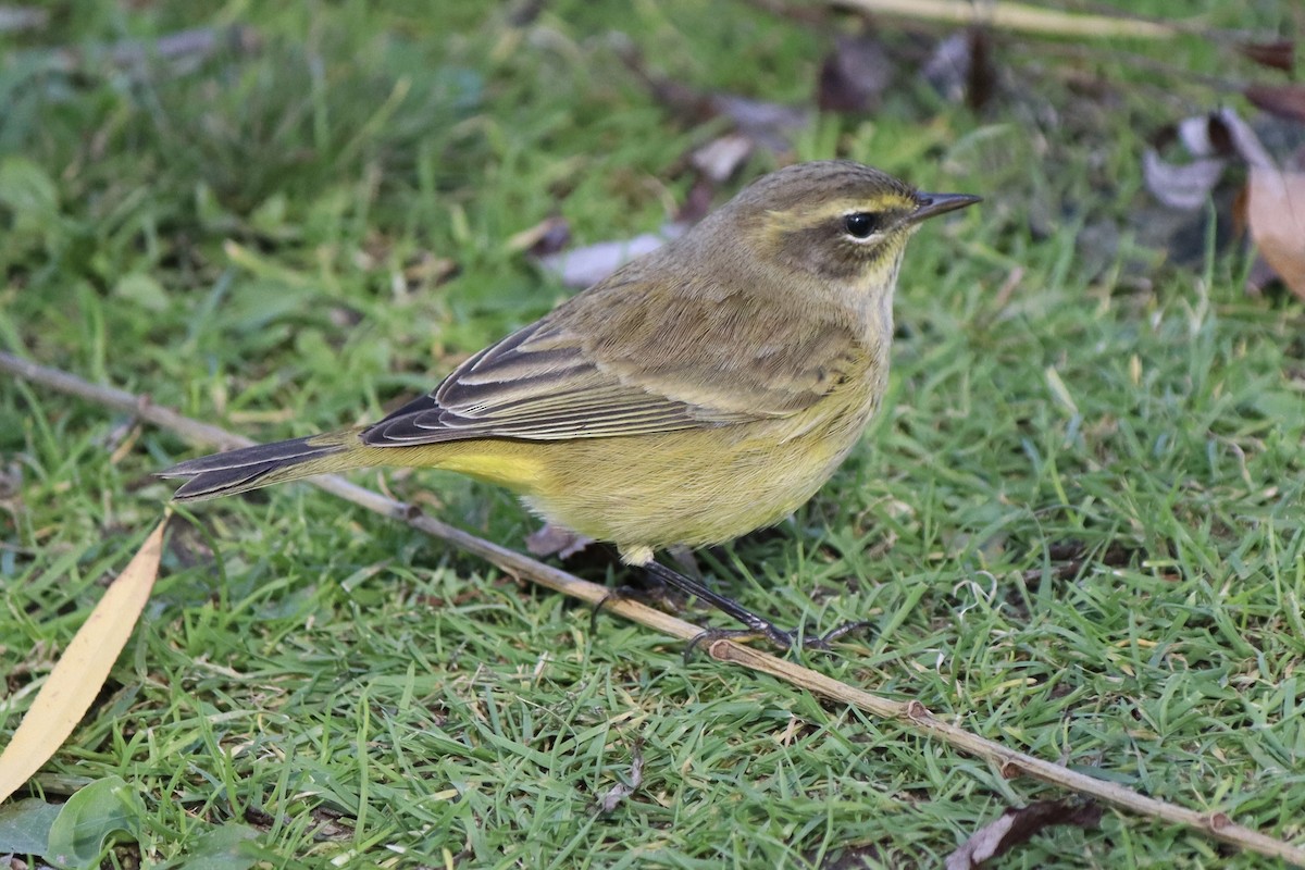 Palm Warbler - ML610087359