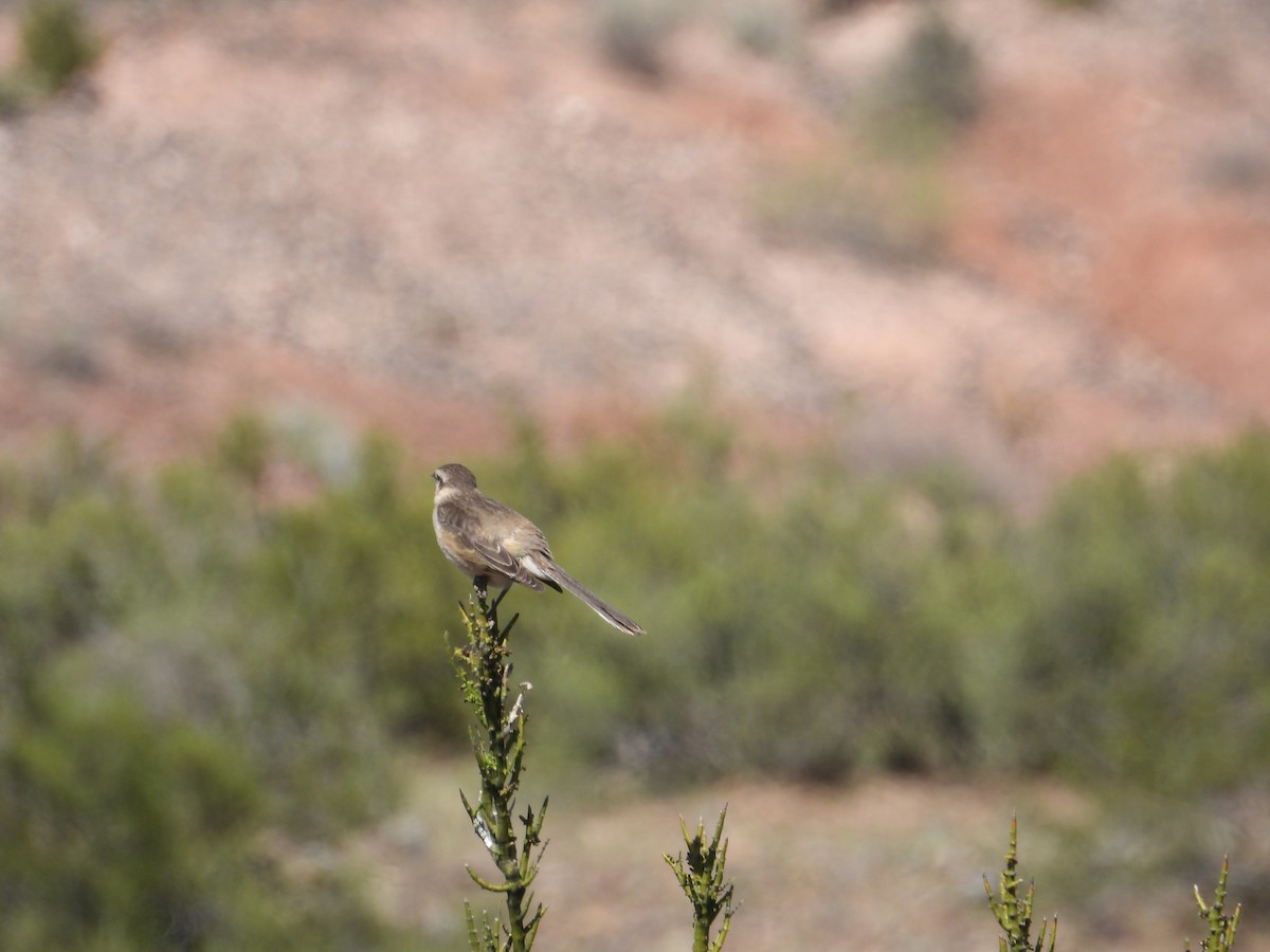 Chalk-browed Mockingbird - ML610087389