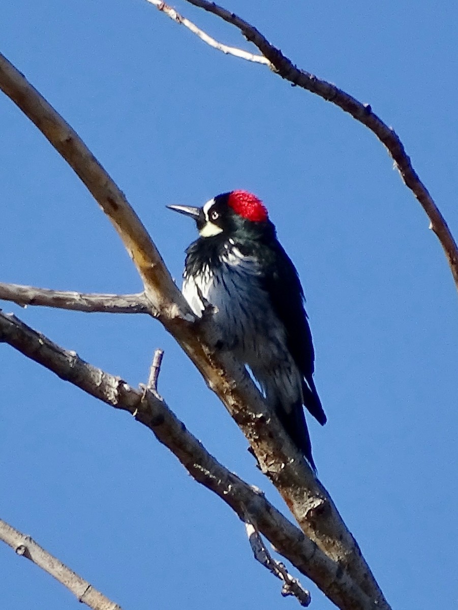 Acorn Woodpecker - ML610087406