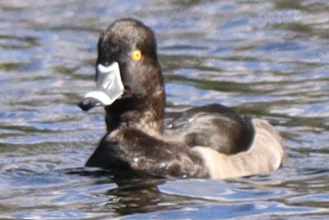 Ring-necked Duck - ML610087441