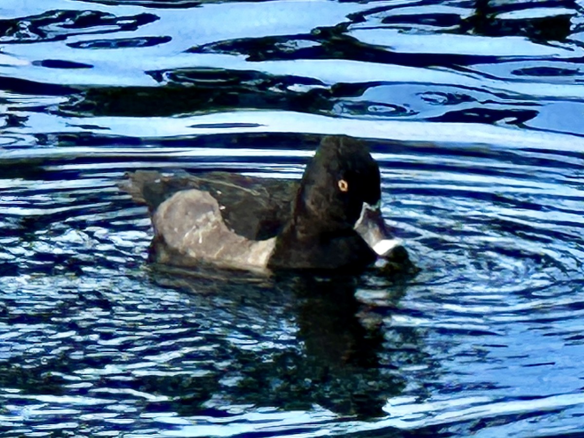 Ring-necked Duck - ML610087475