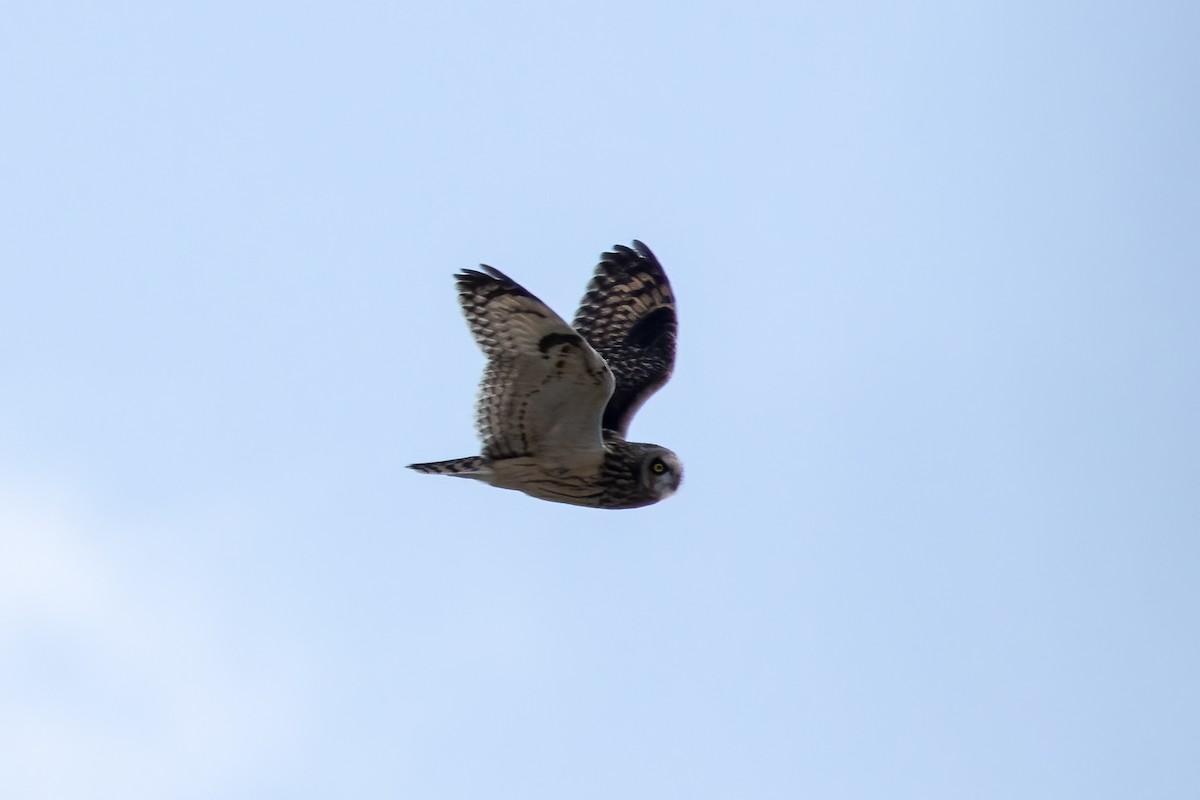 Gufo di palude - ML610087615