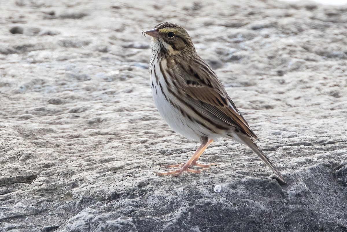 Savannah Sparrow - ML610087634