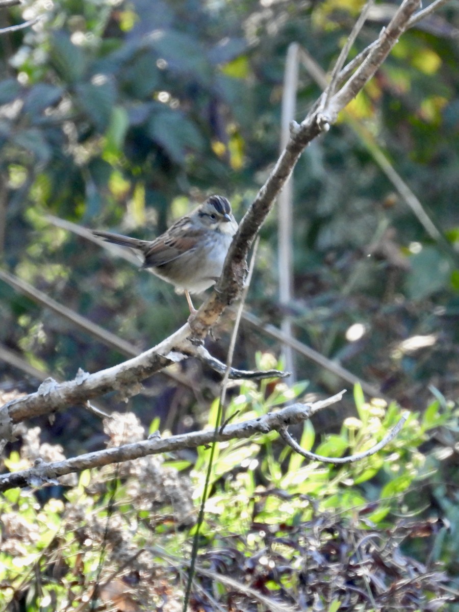 Swamp Sparrow - ML610087743