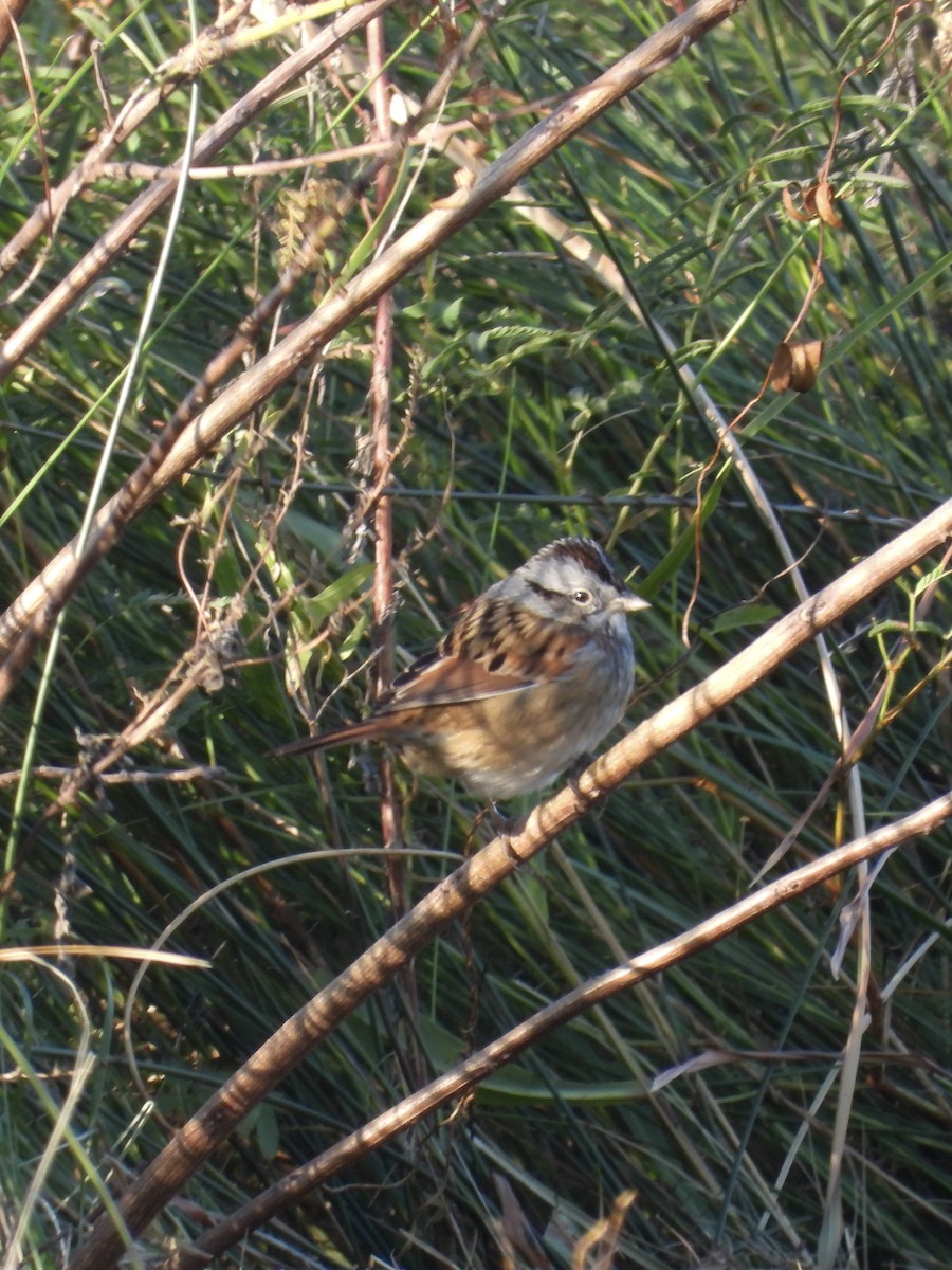 Swamp Sparrow - ML610087744