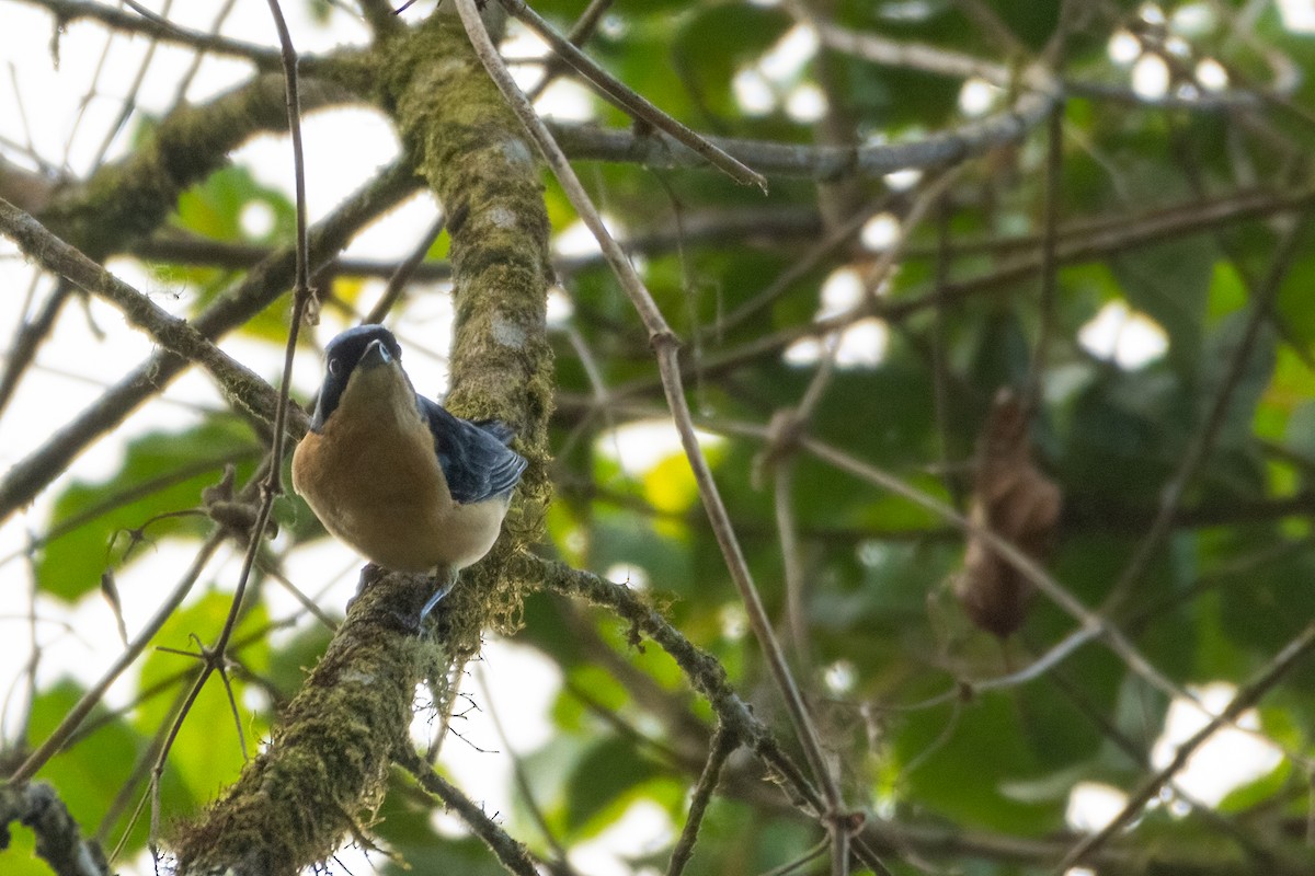 アオボウシフウキンチョウ - ML610087745