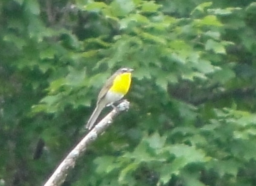 Yellow-breasted Chat - ML610087872