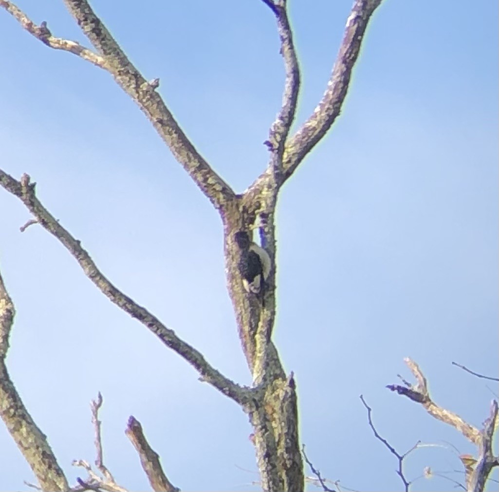 Red-headed Woodpecker - Carrie Ruane