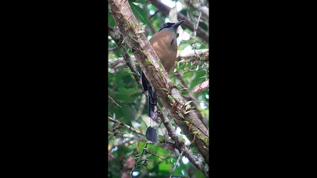 Whooping Motmot (argenticinctus) - ML610087984