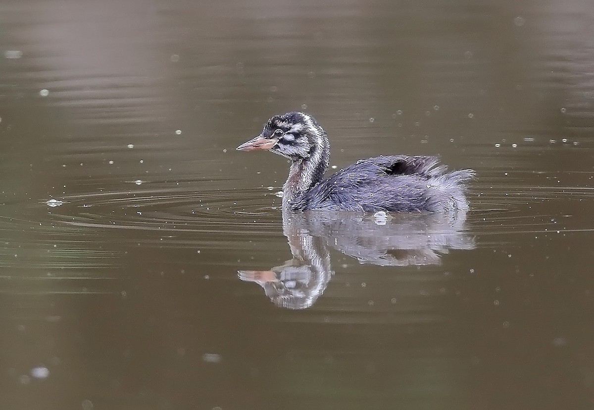 Little Grebe - ML610087993