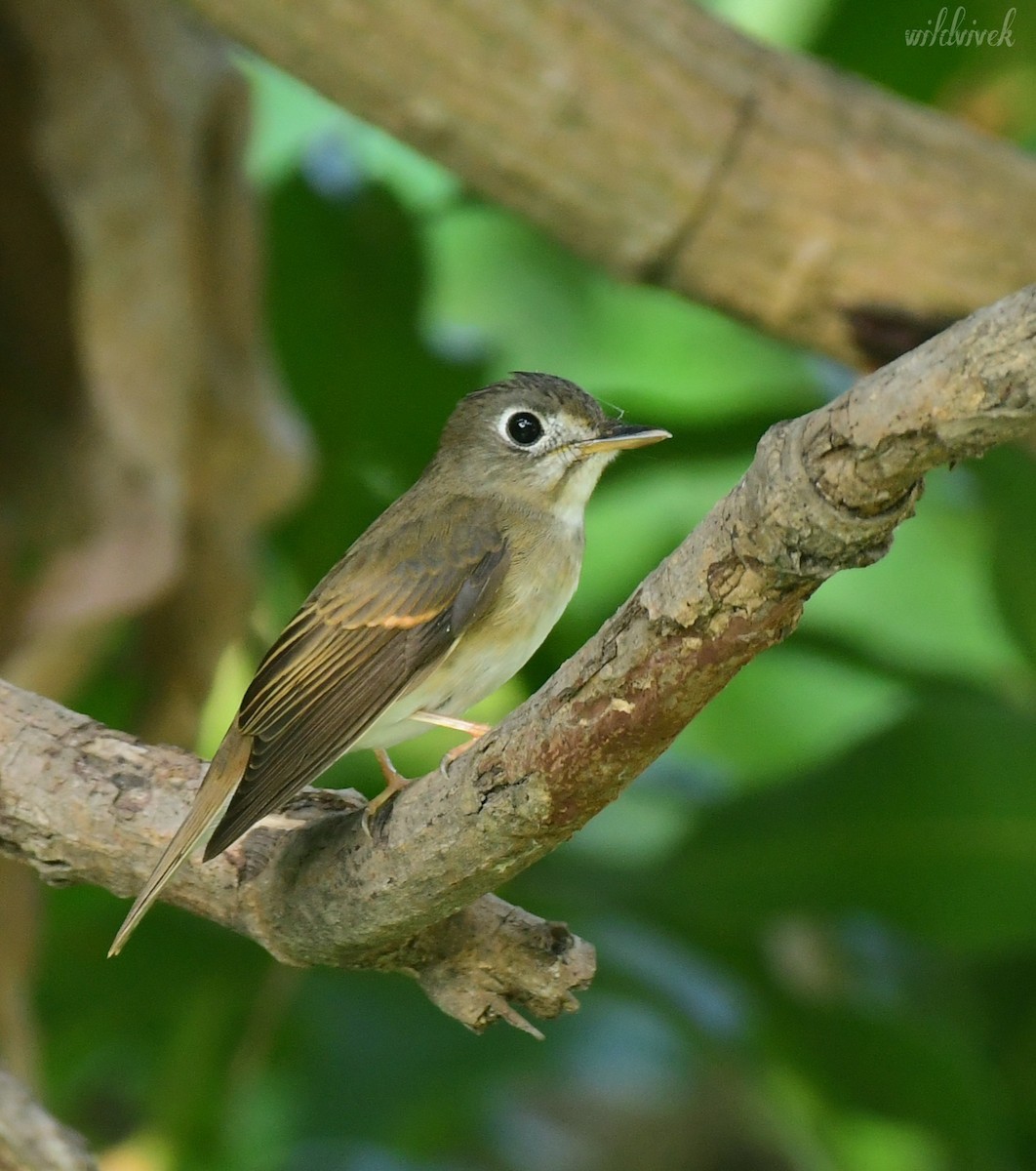 Brown-breasted Flycatcher - ML610088021