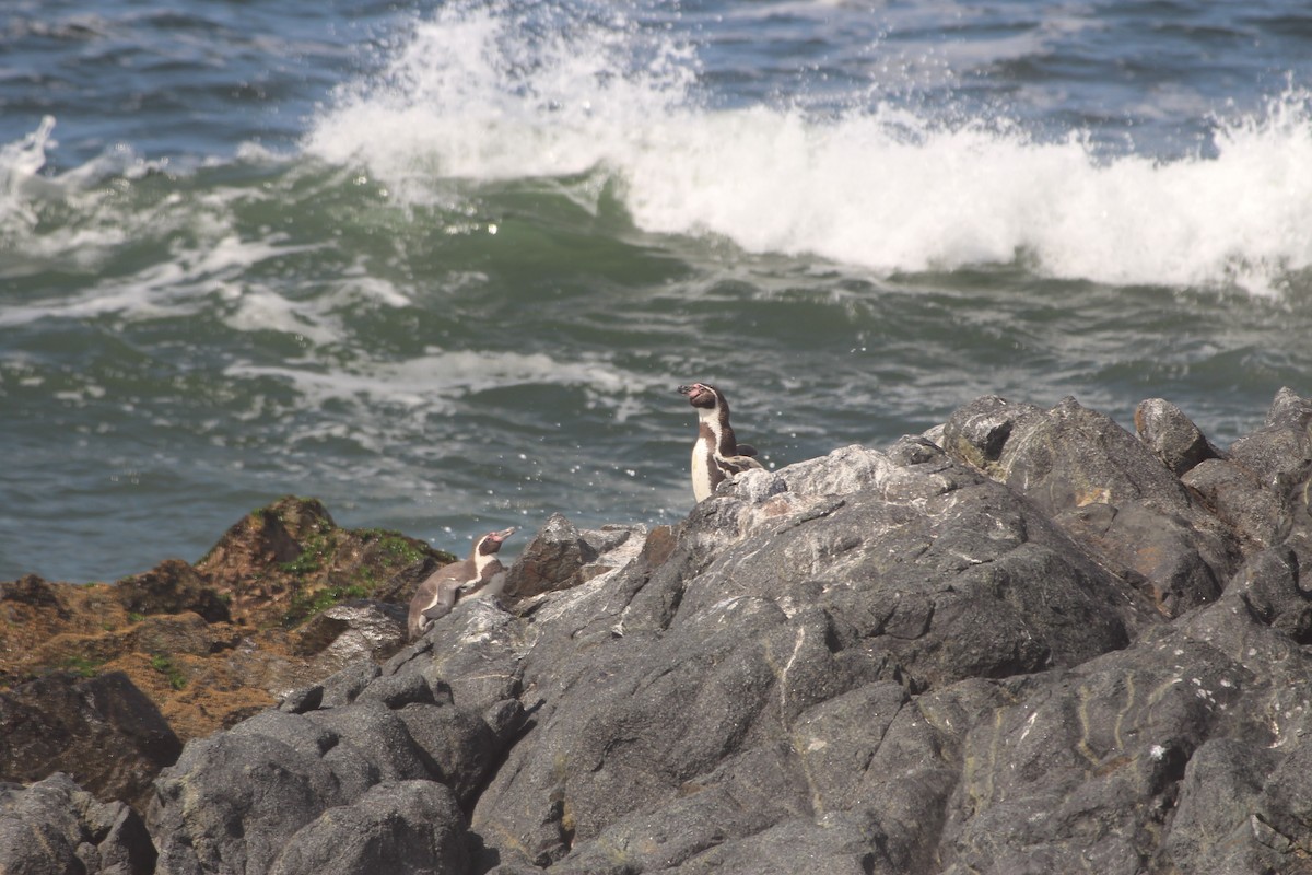 Humboldt Penguin - ML610088282