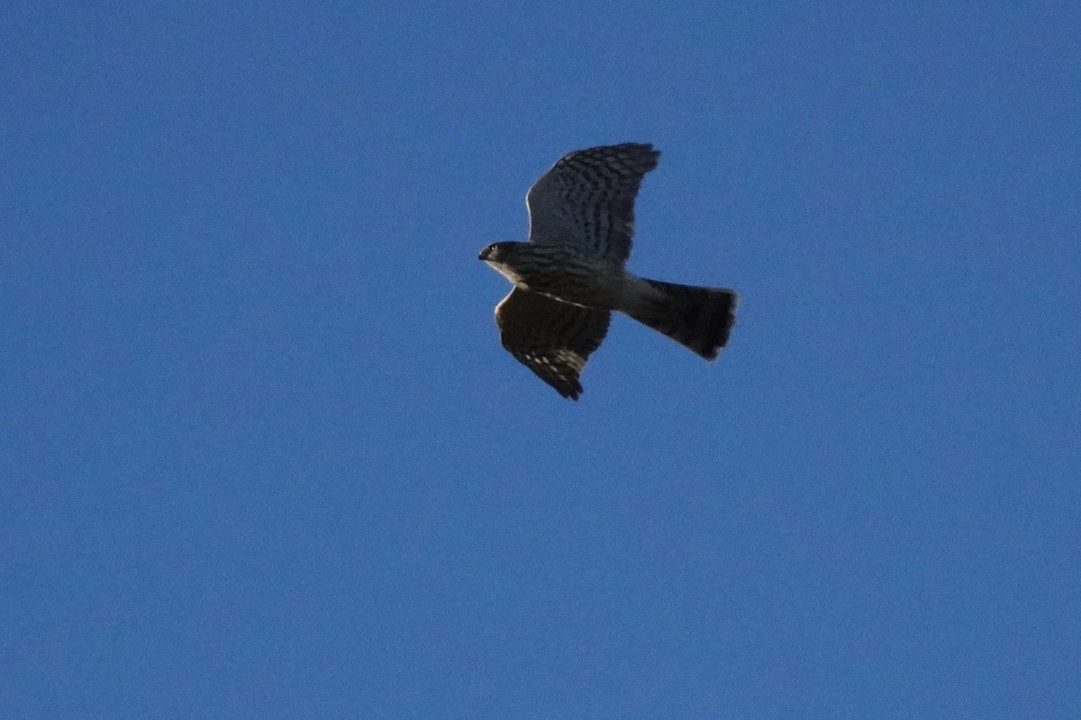 Sharp-shinned Hawk (Northern) - ML610088301