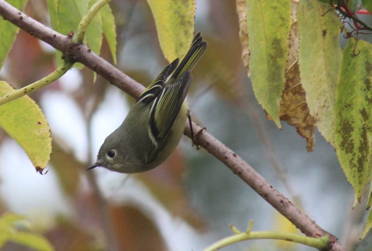 Ruby-crowned Kinglet - ML610088334