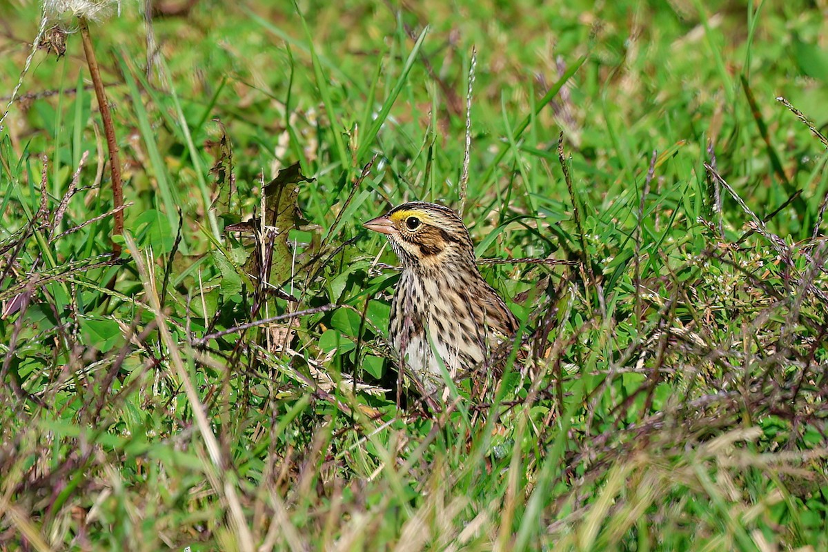 Savannah Sparrow - ML610088359