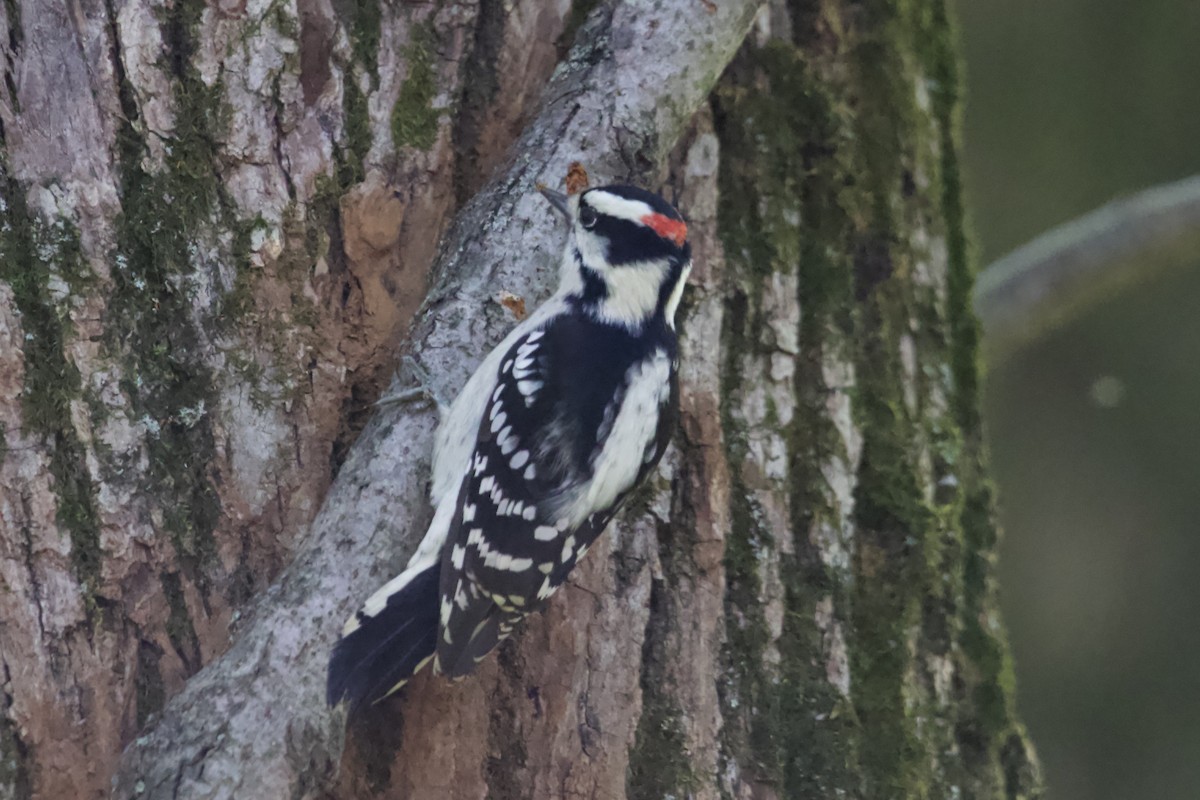 Downy Woodpecker - ML610088373