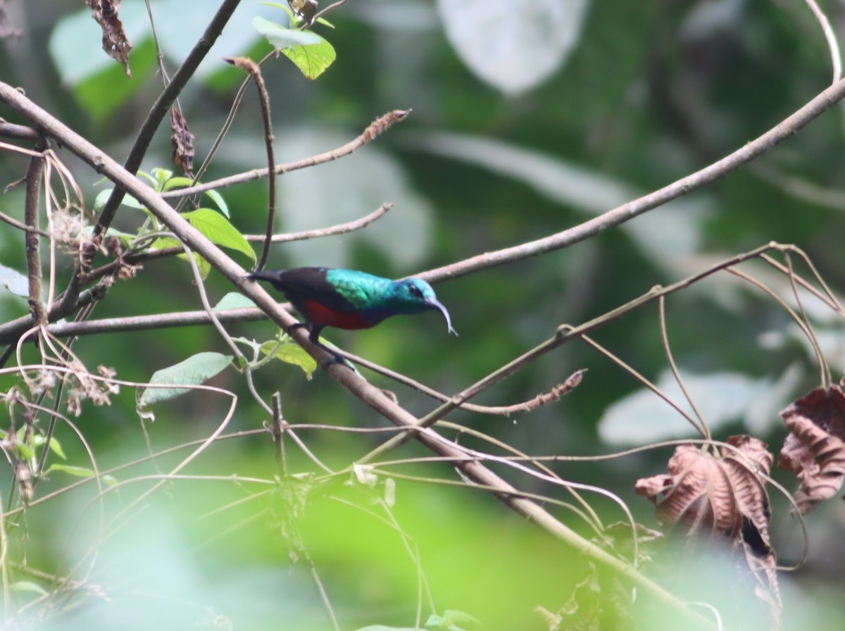 Superb Sunbird - ML610088457