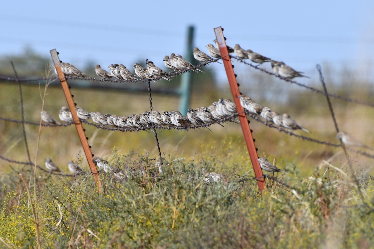 Lark Bunting - ML610088509