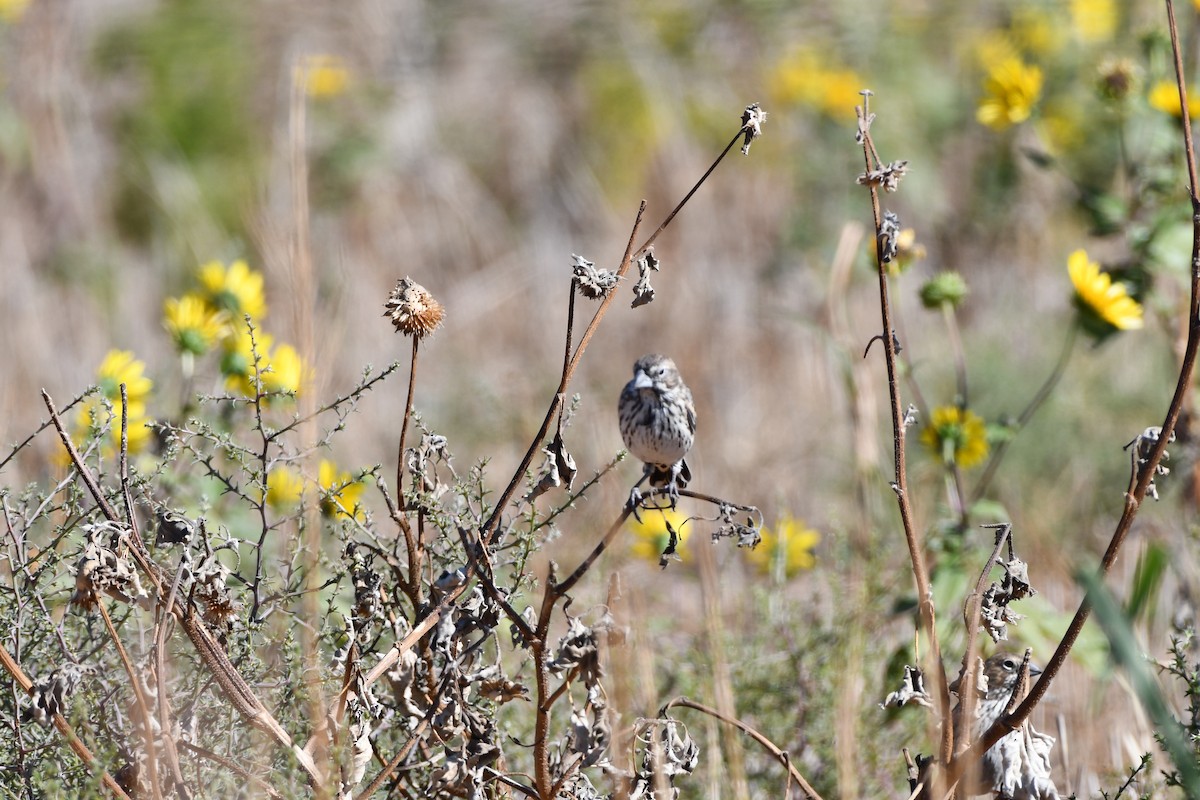 Lark Bunting - ML610088510