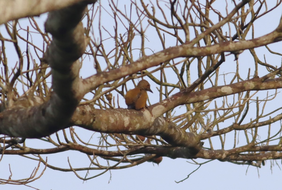 Green-backed Woodpecker (Little Green) - ML610088525