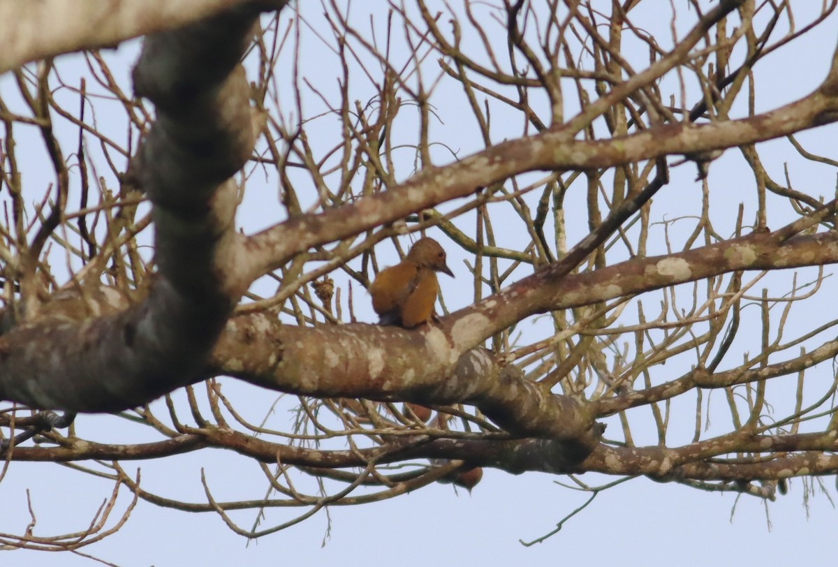 Green-backed Woodpecker (Little Green) - ML610088525