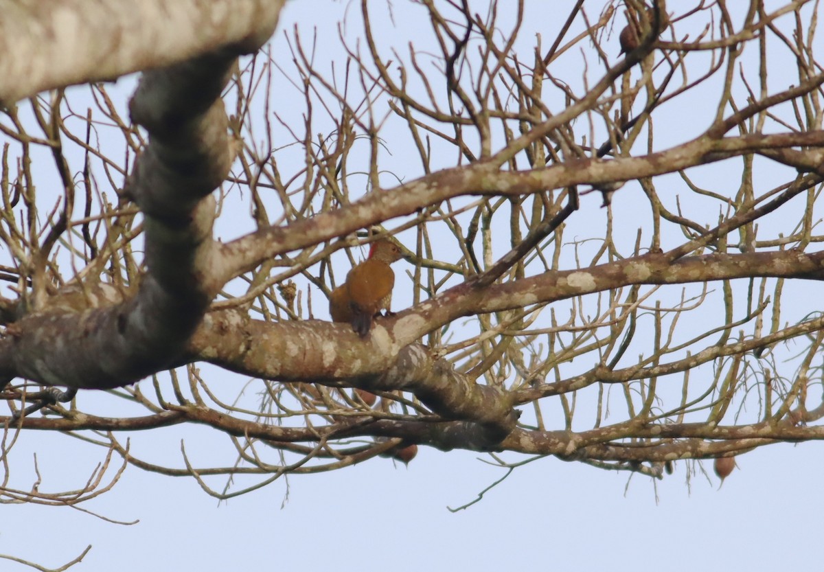 datel čabrakový (ssp. maculosa) - ML610088526