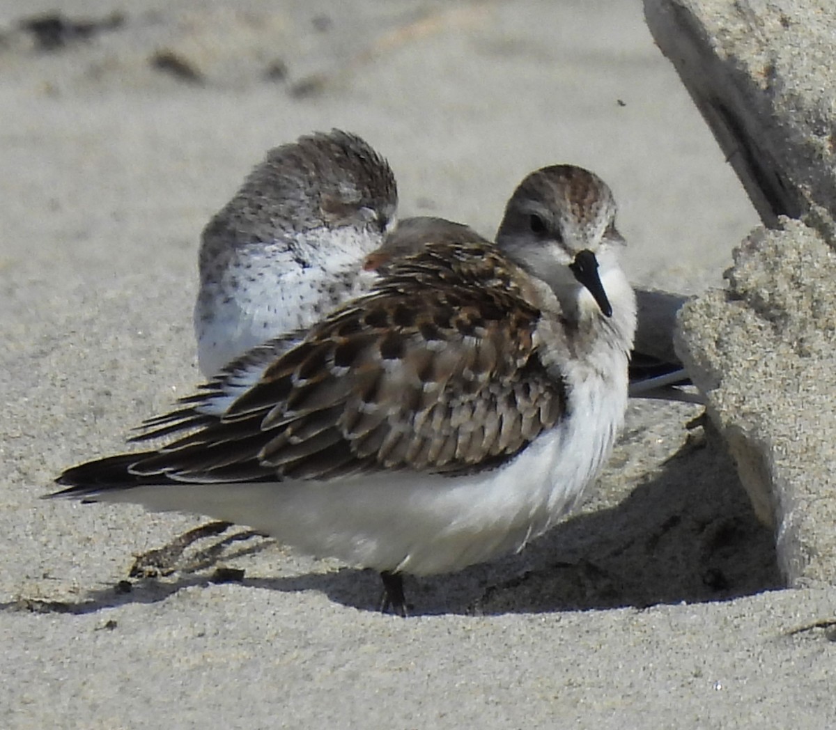 Red-necked Stint - ML610088537