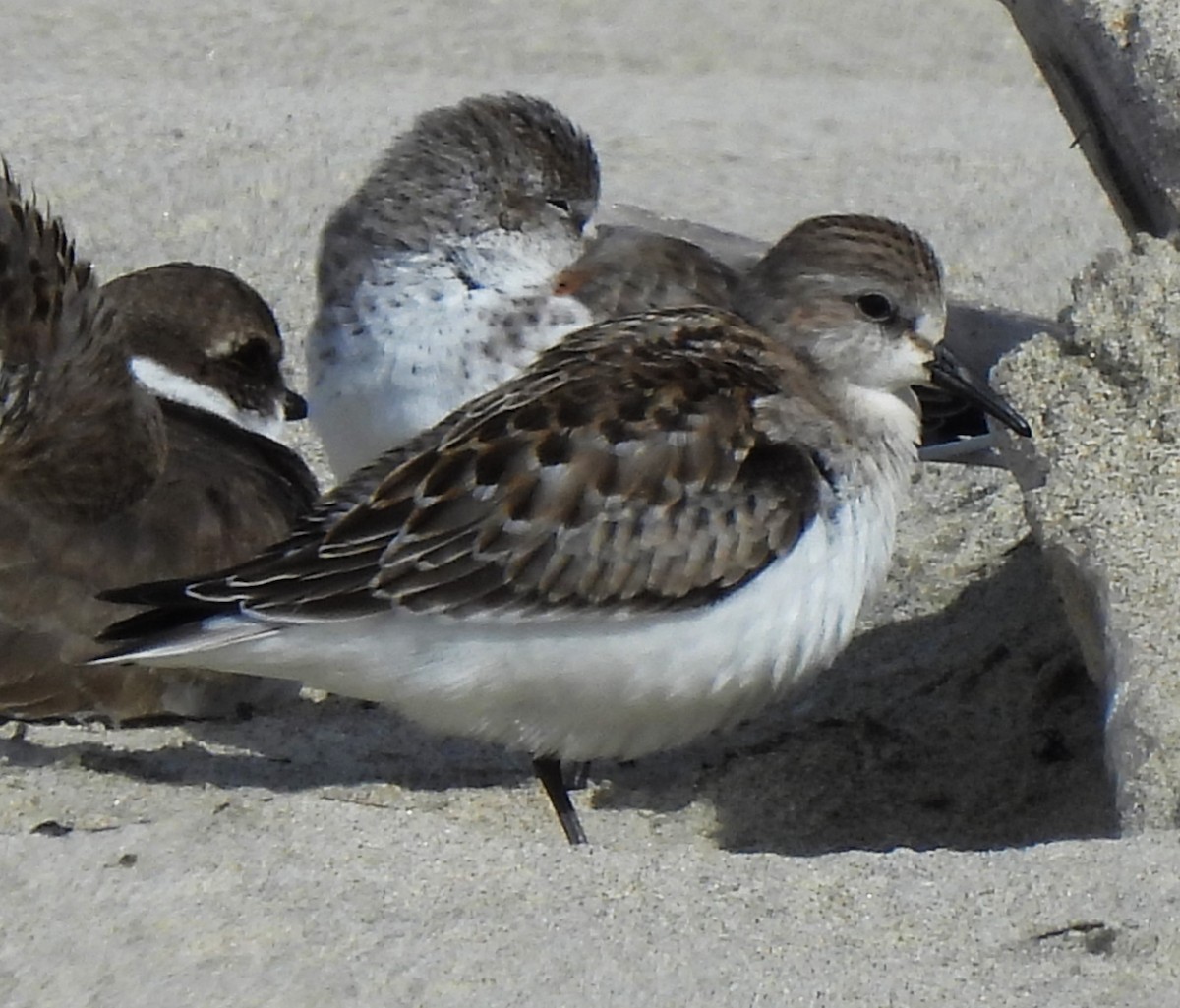 Red-necked Stint - ML610088538