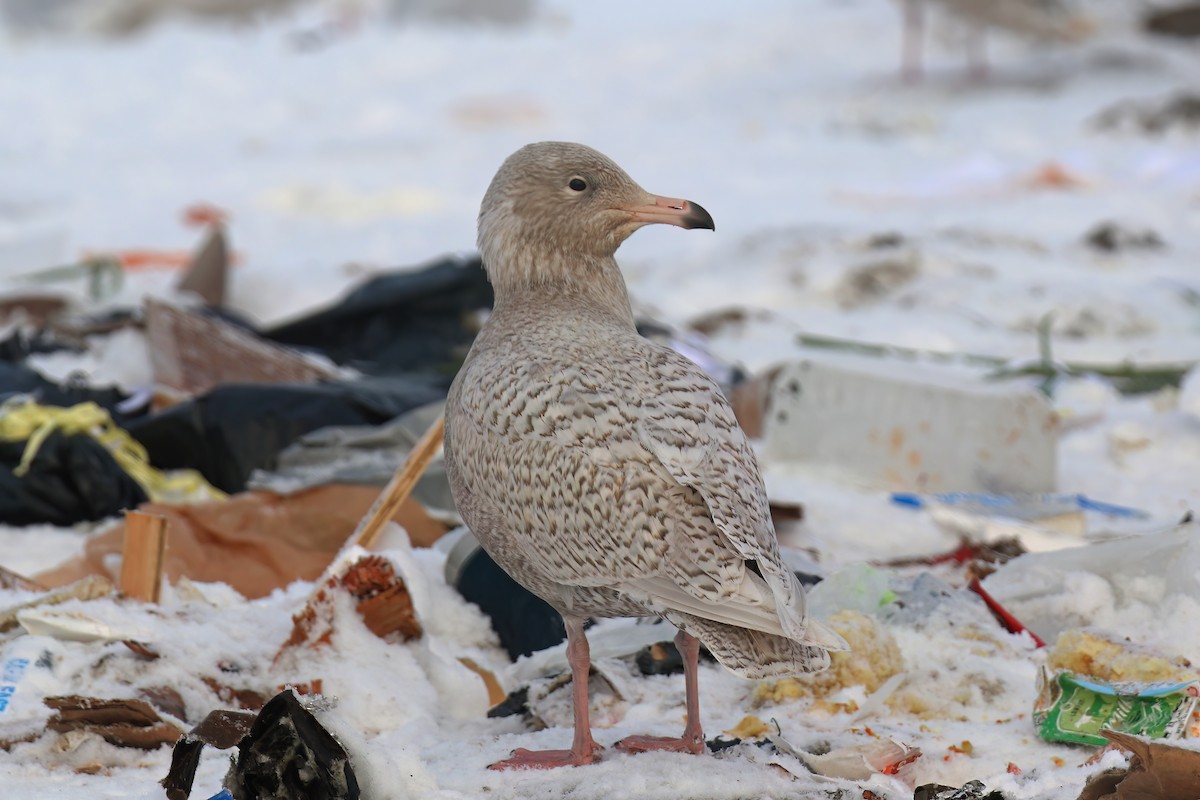 Glaucous Gull - Greg Scyphers