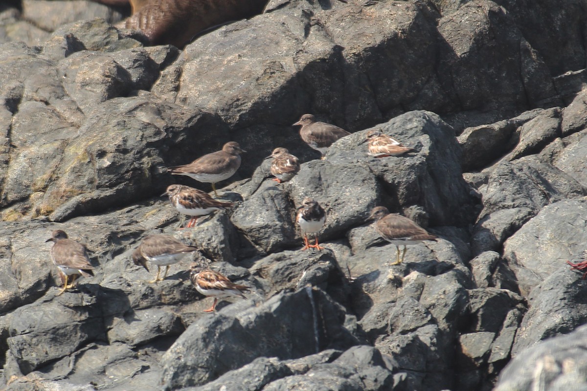 Surfbird - Pierina A. Bermejo