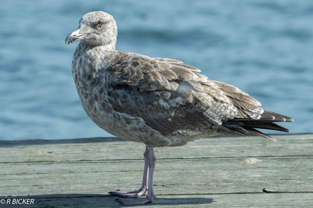 Herring Gull - ML610088679