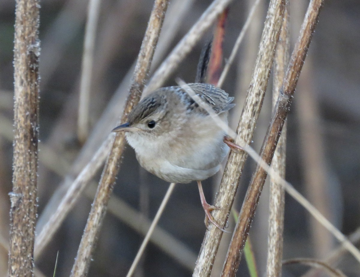 Sedge Wren - ML610088710