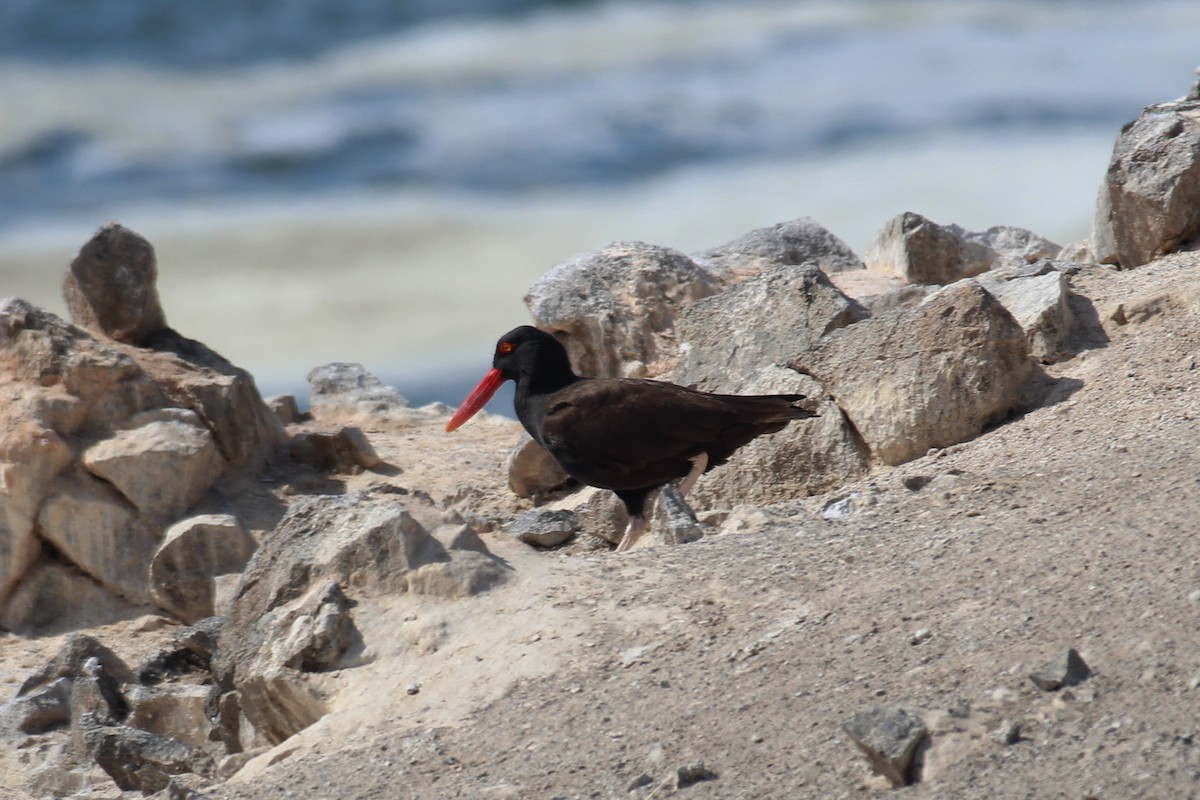 Blackish Oystercatcher - ML610088747