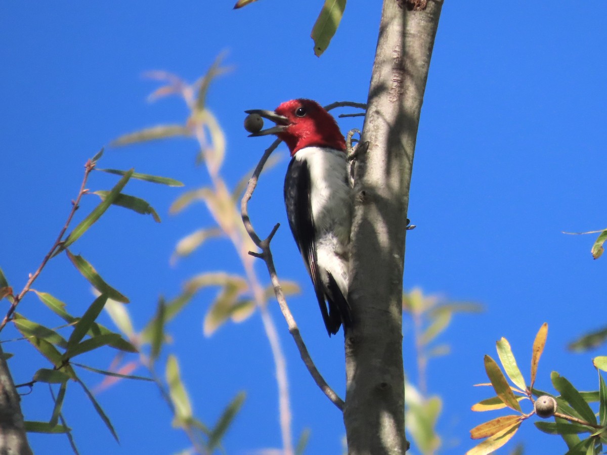 Red-headed Woodpecker - ML610088760