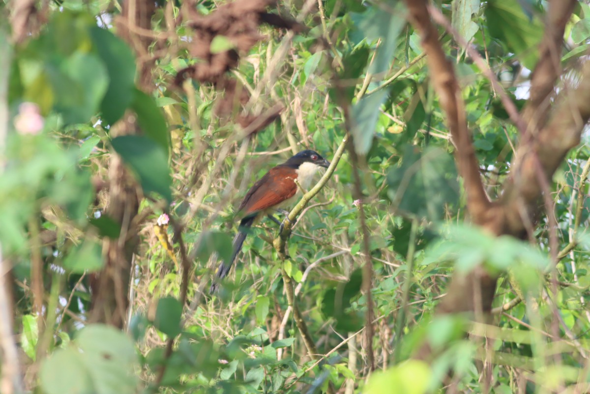 Senegal Coucal - ML610088781