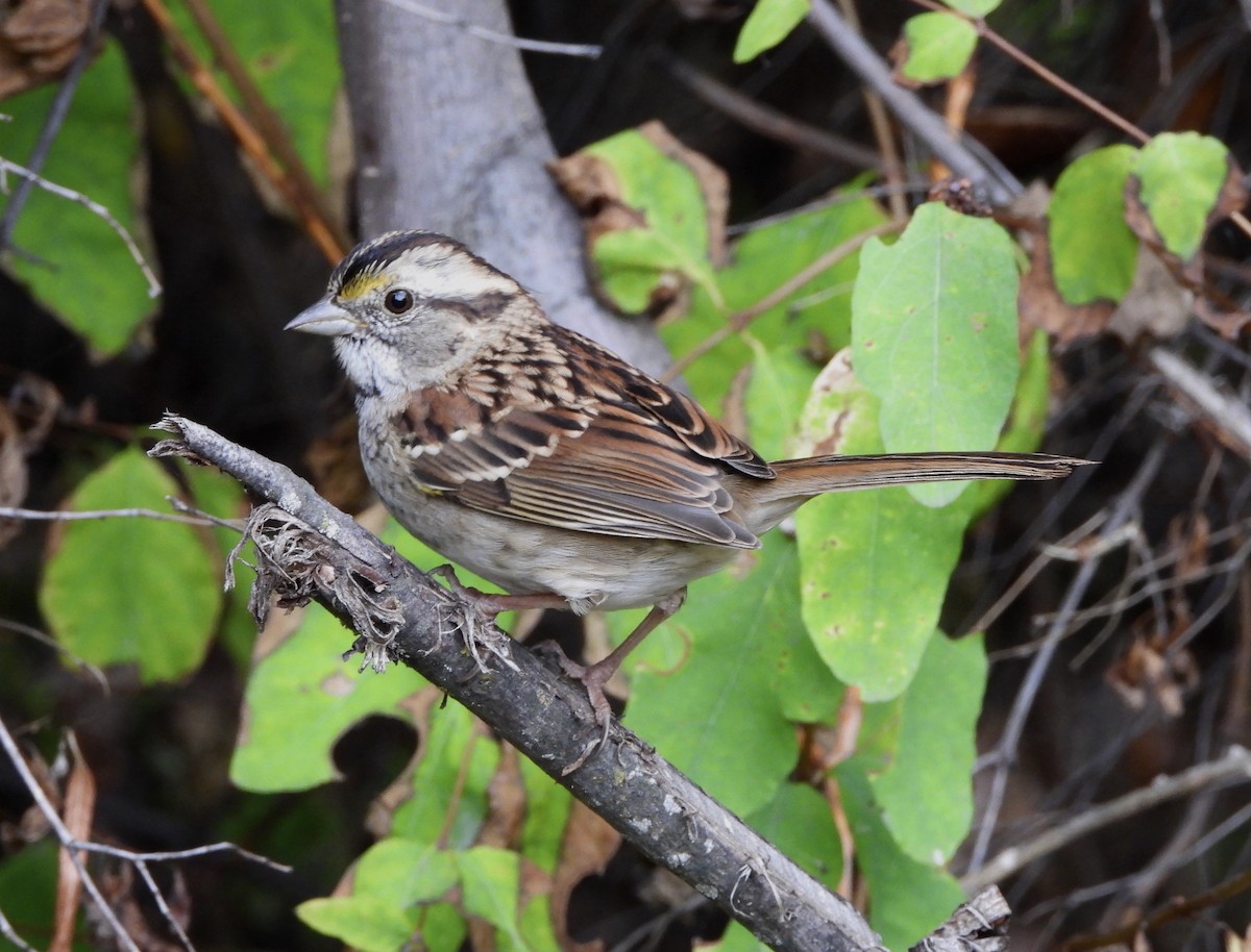 White-throated Sparrow - ML610088784
