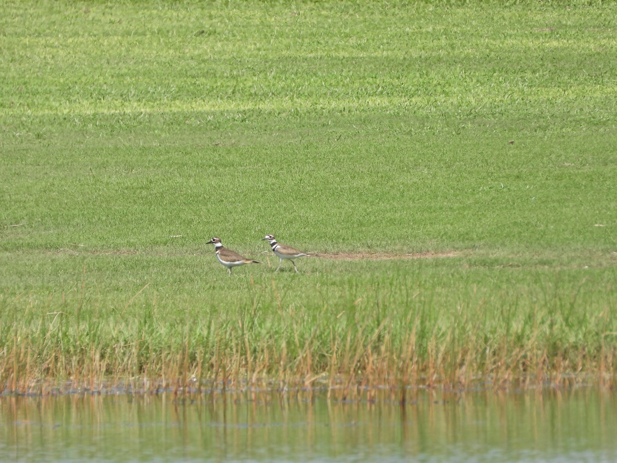 Killdeer - ML610088821