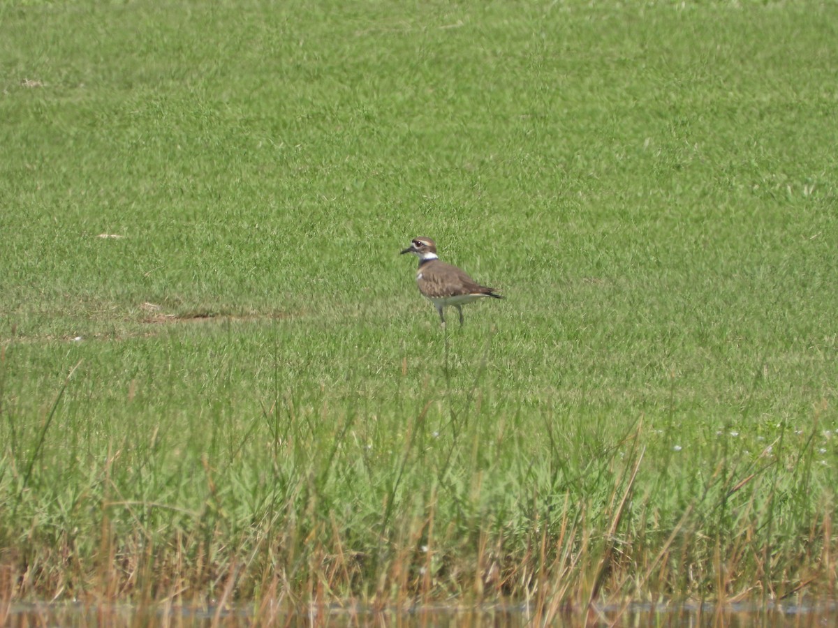 Killdeer - ML610088822