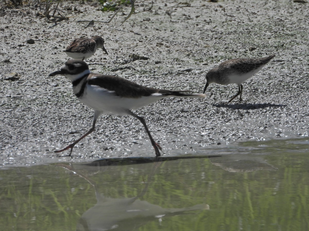 Killdeer - ML610088823